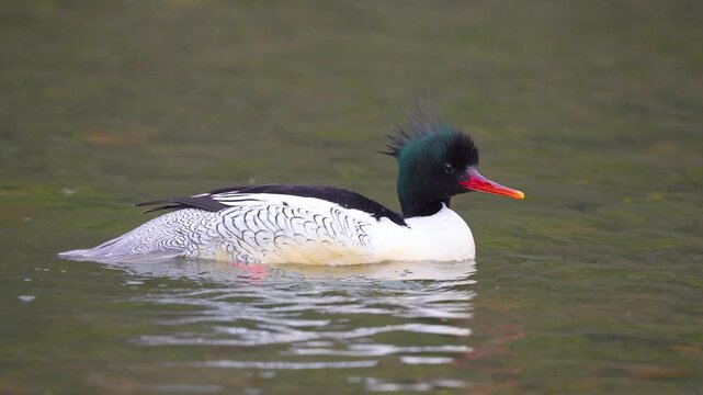 Common Merganser Floating on River Scratching and Preening Feathers