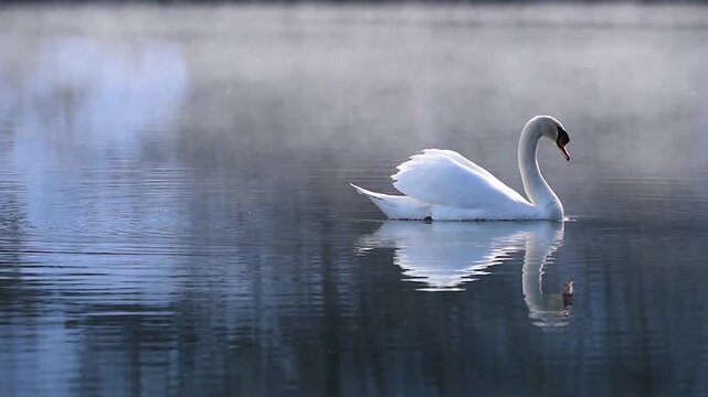 swan swimming in a lake, morning fog background