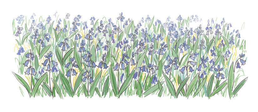 Bluebell woodland carpet border. Spring wildflower meadow vector illustration. Hand drawn botanical floral design element isolated on transparent background