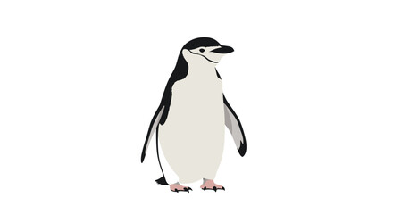 Obraz premium Charming chinstrap penguin, easily identifiable by the narrow black band under its chin, standing elegantly against a clean white background.