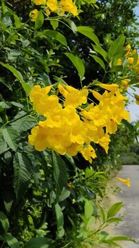 Yellow elder flowers blooming in the garden with bright sunlight and green leaves background, Tecoma stans, Trumpetbush, Tropical yellow floral plant, Nature beauty background.