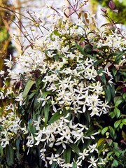 Fototapeta premium Armand clematis 'Snowdrift' (Clematis armandii). Gracefull climbing plant with stems covered in numerous fragrant white flowers and floral buds above dense glossy dark green foliage