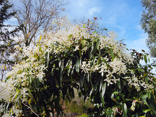 Fototapeta premium Clematis armandii - Armand clematis 'Snowdrift'. Star-shaped white flowers with creamy anthers and a vanilla fragrance stand amidst glossy green, lanceolate foliage, covering a pergola