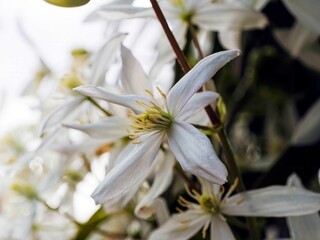 Fototapeta premium (Clematis armandii) Delicate white flower of Armand clematis 'Snowdrift' with fragrant petals and cream anthers. A feast for the eyes and nose