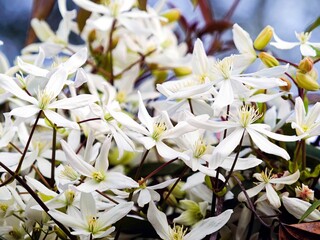 Fototapeta premium Clematis armandii | Armand clematis 'Snowdrift' or evergreen clematis. Climbing plant producing clusters of fragrant white flowers with cream-colored anthers above glossy evergreen leathery foliage