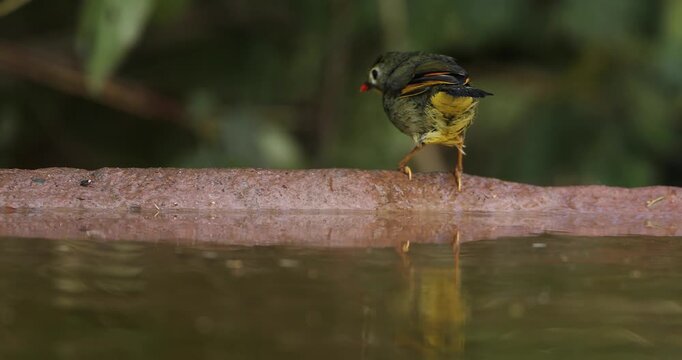 Red-billed Leothrix Bathing in a waterloo near Sattal, Uttarakhand, India 