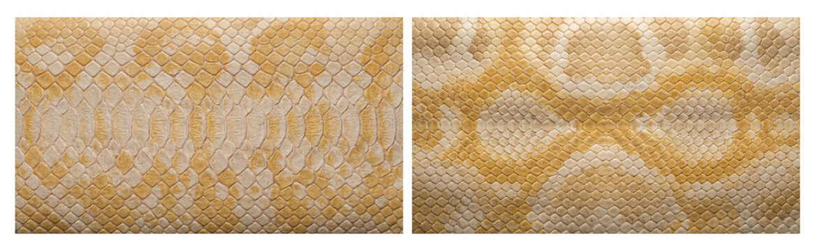 Set of Southeast Asian albino Burmese python snake skin texture close-up in pale white cream and golden yellow pattern color palette, macro top-down camera view