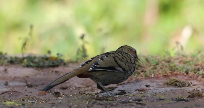 Rufous-chinned Laughingthrush feeding on a ground near  Mandal, Uttarakhand, India 