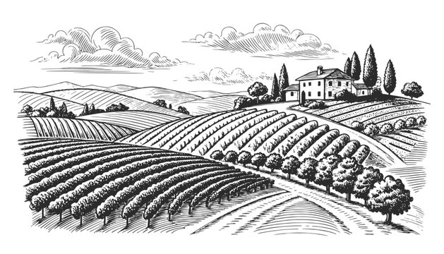 Vintage engraved vineyard landscape with farmhouse and rolling hills. Hand drawn black and white vector illustration in retro engraving style, ideal for winery branding, packaging, labels.