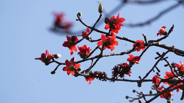 Guangzhou, China &ndash; 2026-07-12: Outdoor footage of fully blooming kapok trees, city flower of Guangzhou, red blossoms against clear blue sky and urban street scenery.
