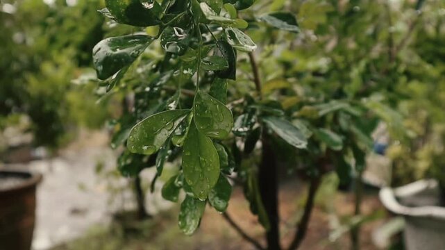 4k video footage of rain, Serene Moment Capturing Rain on Lush Green Leaves, wet leaves, rainy day, drizzle, hujan daun