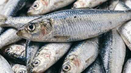 Obraz premium Fresh catch of small silver fish