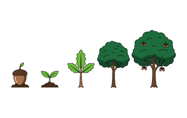 Oak tree life cycle growth stages from acorn to mature tree on white background, botanical evolution sequence of a plant for environment and nature concept.