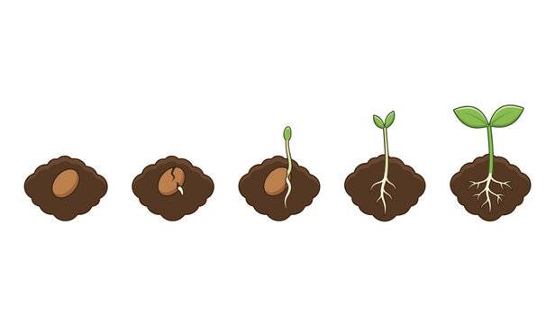 Plant growth stages from seed to sprout in soil showing the biological cycle of germination and nature development in underground cross section