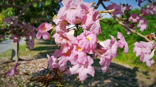 The Tekoma tree (Tabebuia Rosea) is native to Central and South America. The tree gets its name because its abundant flowers resemble the cherry blossoms in Japan