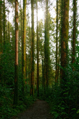Obraz premium A winding trail leads through a tranquil woodland filled with towering pine trees. Verdant moss covers some tree trunks while lush bushes line the path.
