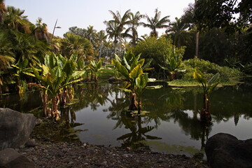 Obraz premium Plants in botanical garden Palmetum in Santa Cruz de Tenerife, Canary, Canary Islands, Spain, Europe 