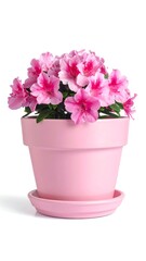 Naklejka premium A pink flower pot with matching saucer and vibrant pink flowers