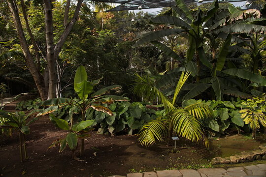 Cetral part "Octogono" in botanical garden Palmetum in Santa Cruz de Tenerife, Canary, Canary Islands, Spain, Europe
