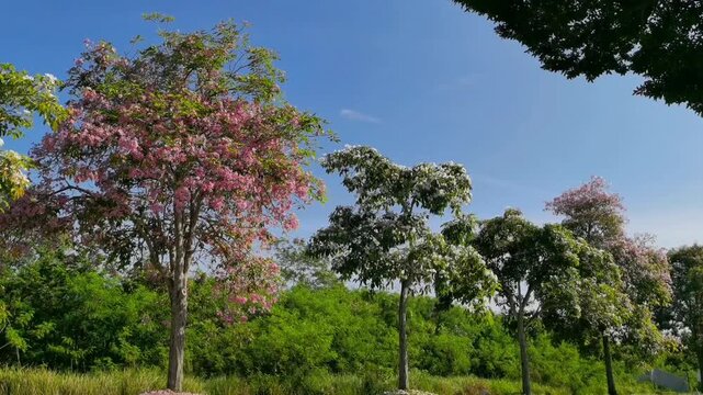 The Tekoma tree (Tabebuia Rosea) is native to Central and South America. The tree gets its name because its abundant flowers resemble the cherry blossoms in Japan