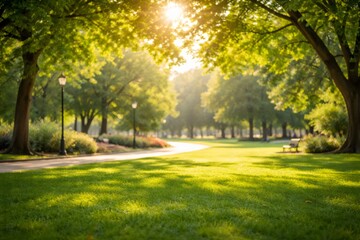 Lush green grass covering a public park lawn, illuminated by warm sunlight filtering through overhead trees, creating a peaceful and inviting outdoor environment
