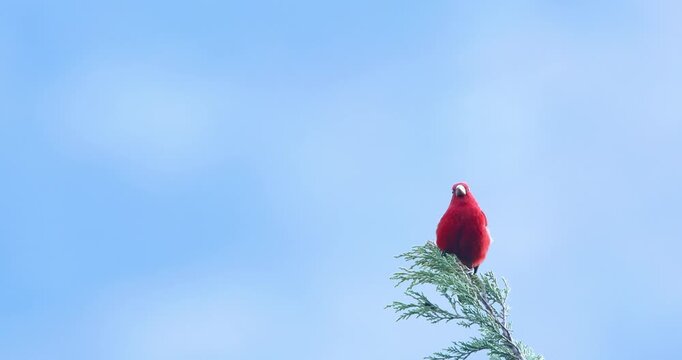 Scarlet Finch Male sitting on tree top on a clear day at Mandal, Uttarakhand, India 
