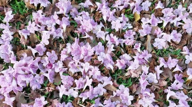 The flowers of the Tekoma tree (Tabebuia Rosea) begin to fall in autumn.
The tree gets its name because its abundant flowers resemble the cherry blossoms in Japan