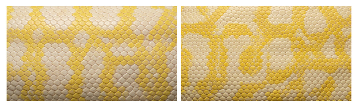 Set of Australian albino carpet python constrictor snake skin texture close-up in creamy white pink and pale yellow pattern color palette, macro top-down camera view