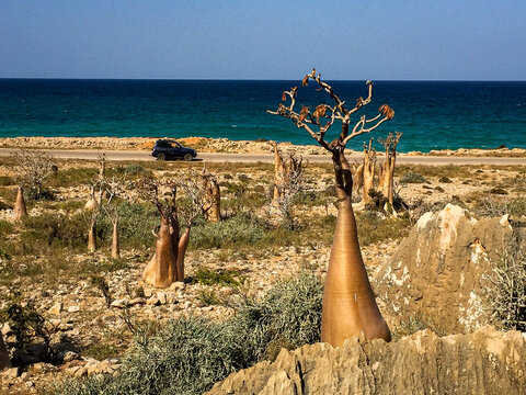 the unique Bottle Tree (Adenium obesum socotranum) on the island of Socotra in Yemen. 