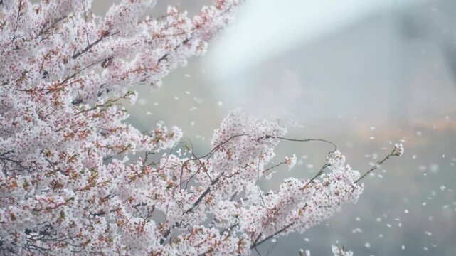 비 오는 날 벚꽃 나무 아래 우산을 쓴 사람과 흩날리는 꽃잎 (Cherry blossoms in the rain with an umbrella and falling petals)