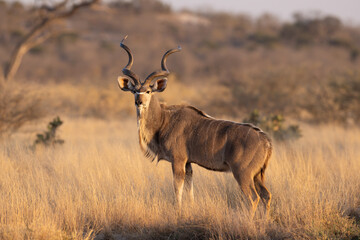 Naklejka premium Greater Kudu bull with large spiral horns standing in the bush