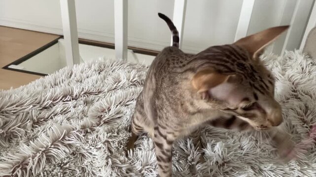Oriental cat playing with thread