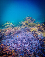 Corel  reef  under water world  of  North Andaman, Surin island  Thailand © Tongik