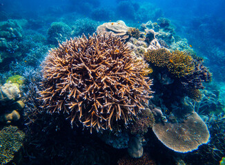 Corel  reef  under water world  of  North Andaman, Surin island  Thailand © Tongik