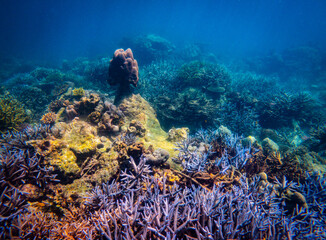 Corel  reef  under water world  of  North Andaman, Surin island  Thailand © Tongik