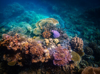 Corel  reef  under water world  of  North Andaman, Surin island  Thailand © Tongik