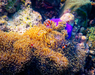 Corel  reef  under water world  of  North Andaman, Surin island  Thailand © Tongik