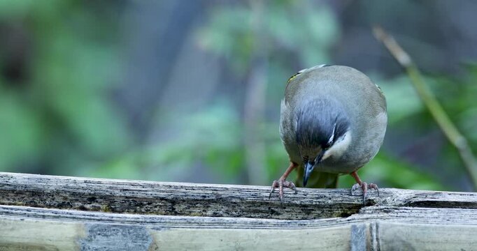 Variegated laughingthrush Feeding on a tree branch at  mandal, Uttarakhand, India