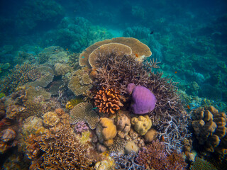 Corel  reef  under water world  of  North Andaman, Surin island  Thailand © Tongik