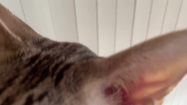 Closeup of cat smelling camera and then walking away