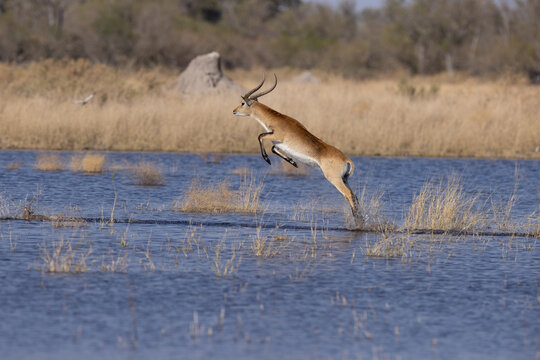 Male lechwe leaping across water in a high jump