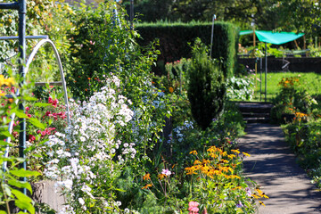 Fototapeta premium Garden path is leading through various flowering plants and green foliage on a sunny day