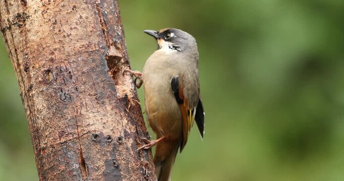 Variegated Laughingthrush breeding on a tree branch seen at  Mandal, Uttarakhand, India 