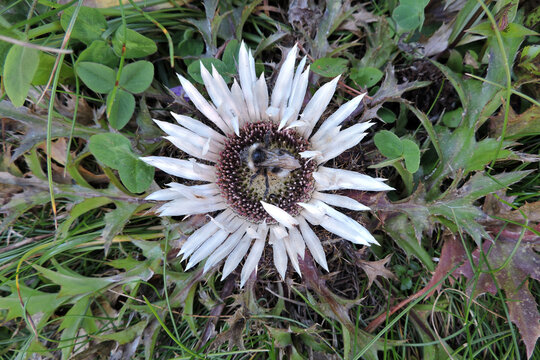 A forest cuckoo bumblebee pollinating silver carline thistle in the Tatra Mountains