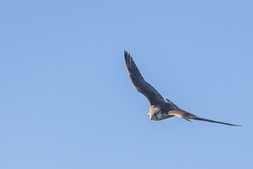 Fototapeta premium Apus apus bird in flight. Against a clear blue sky. Horizontally. 
