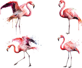 Obraz premium set of Watercolor Flamingo Bird Art, Exotic Tropical Wildlife Illustration Isolated on White
