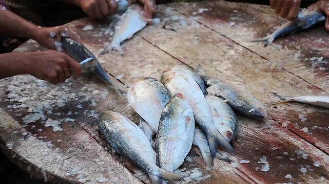 Close-up of local fishermen manually scaling fresh fish with spoons on a wooden table. and the preparation of seafood ingredients in the community.