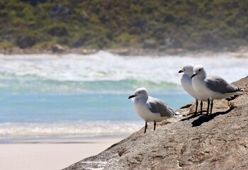 Fototapeta premium Three adult silver gulls resting on a rock overlooking the beach with waves and vegetation in the background, copy space