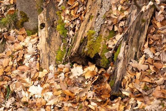 Alter, vermorschter Holzstamm zwischen trockenem Laub des vergangenen Herbstes im Wald.