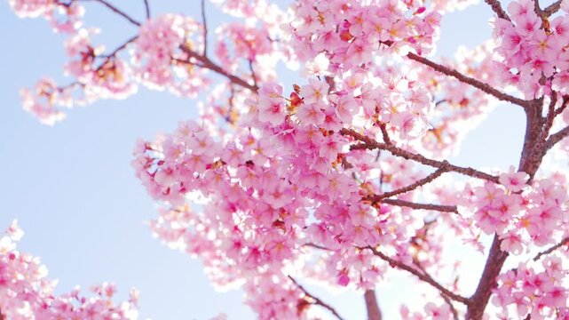 Cherry Blossoms in Full Bloom Against Blue Sky, Spring Background Video